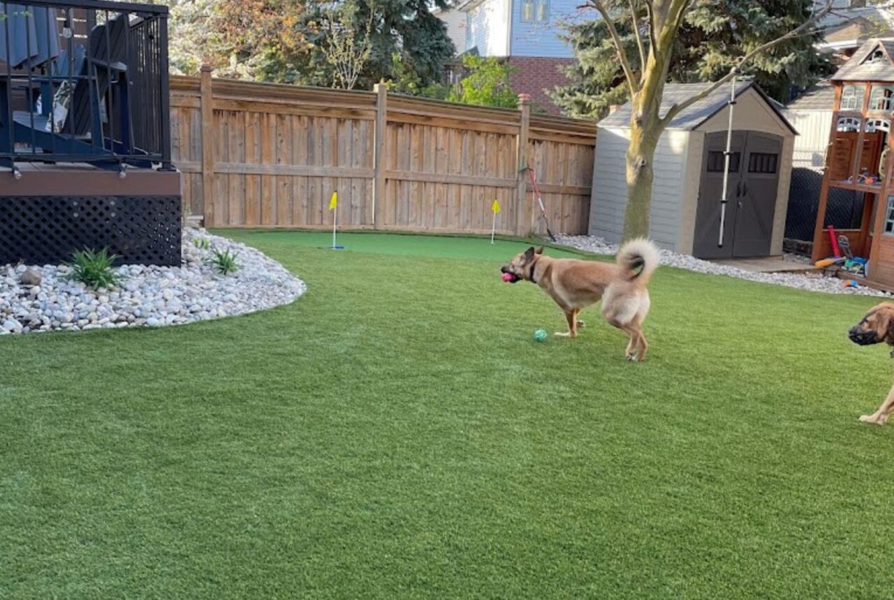 Synthetic grass backyard Brampton